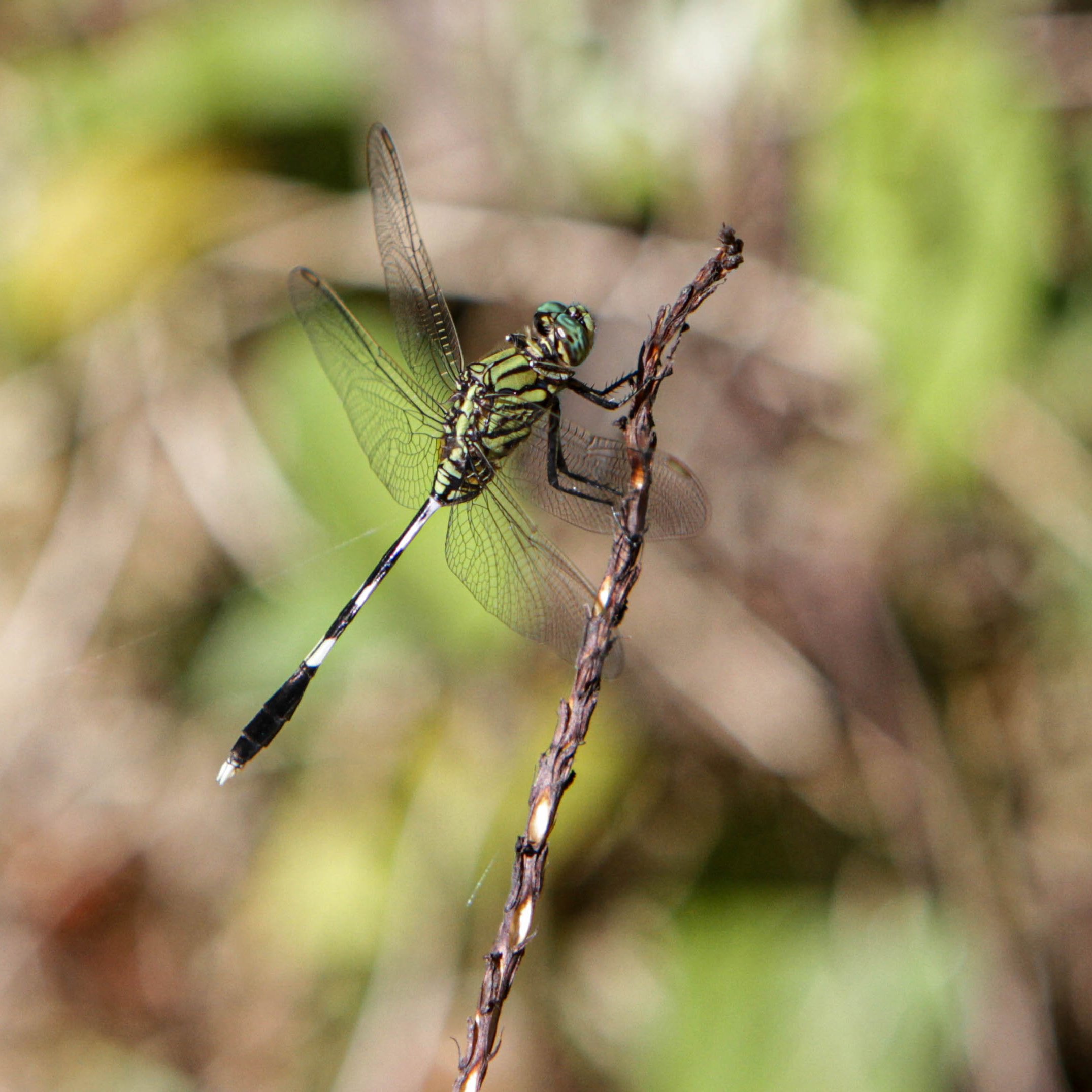 20230626_Vietnam_green_dragonfly_2_©_GGC_GDE copy